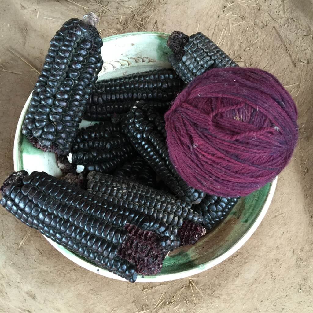Purple corn is not only delicious, it's used to dye wool for weaving