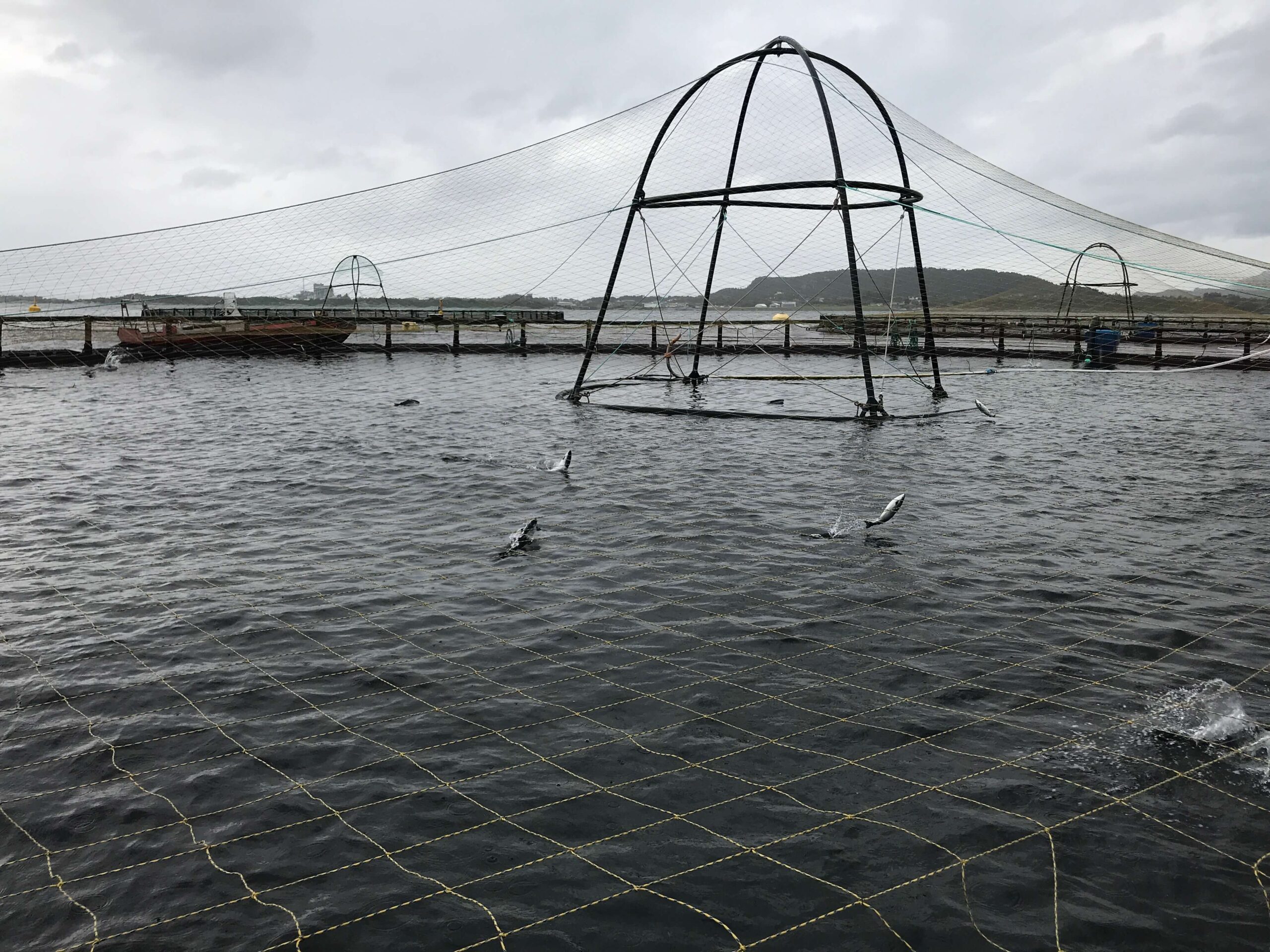 Sustainable aquaculture in Norway