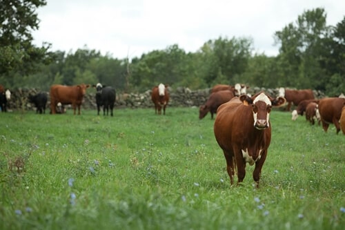 Sara Place - Cow Gas, Upcycling & Beef Sustainability